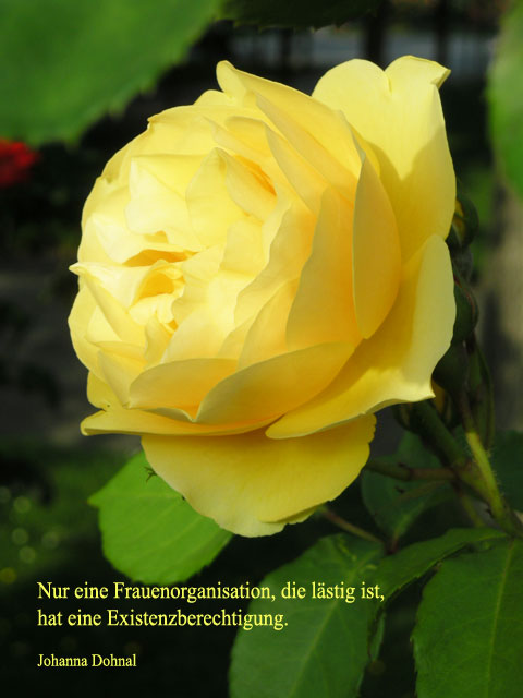 johanna_dohnal_frauenorganisation.jpg