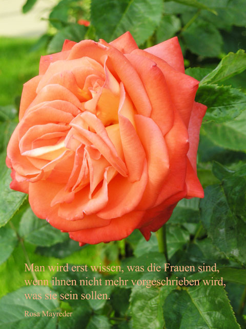 rosa_mayreder.jpg