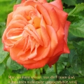 Orange Rose. Zitat von Rosa Mayreder. Man wird erst wissen, was die Frauen sind, wenn ihnen nicht mehr vorgeschrieben wird, was sie sein sollen. 