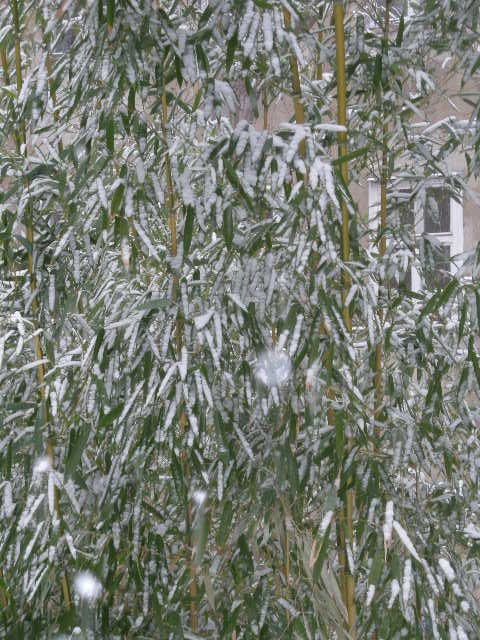 bambus_im_schnee1.jpg