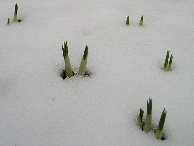 knospen_im_schnee.jpg