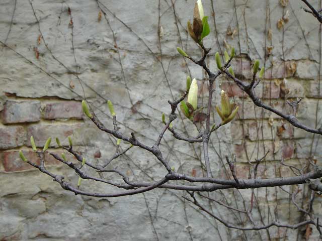 magnolienbluete1.jpg