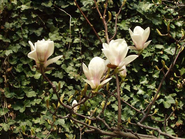 magnolienbluete2.jpg