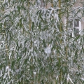 Mariahilfer Ruhe- und Therapiepark Bambus im Schnee Detail