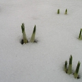 Mariahilfer Ruhe- und Therapiepark - Knospen im Schnee