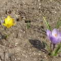 Mariahilfer Ruhe- und Therapiepark - blauer und gelber Krokus