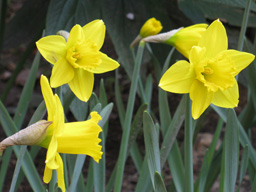 fruehlingsgruss-aus-dem-mariahilfer-ruhepark_maerzenbecher.jpg