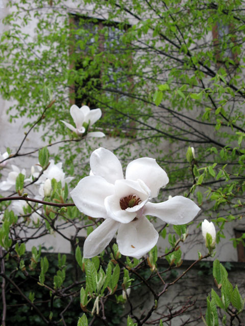 magnolienbluete_1_12april2010.jpg