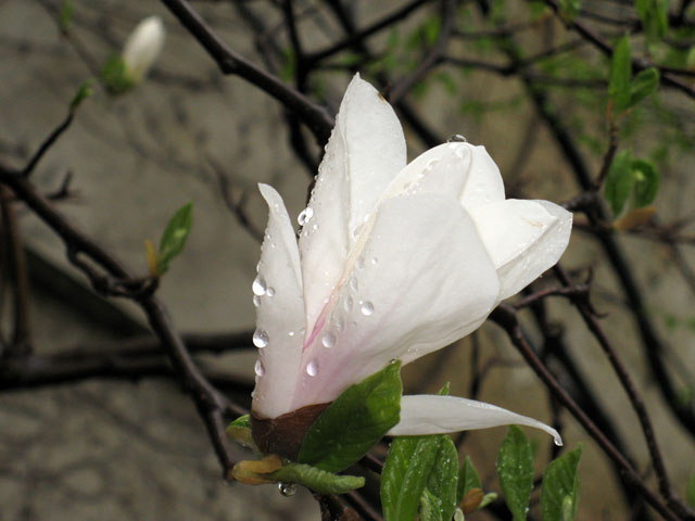 magnolienbluete_6_12april2010.jpg