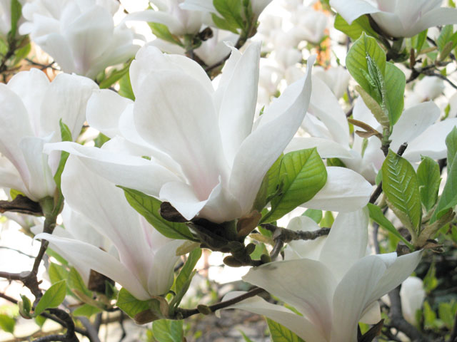 ruhepark_magnolienbaum_april2009_5.jpg