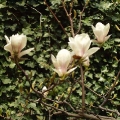 Mariahilfer Ruhe- und Therapiepark - Magnolienblueten vor einer mit Efeu bewachsenen Wand