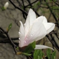 Magnolienbluete im Ruhepark