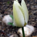 Tulpe mit Regentropfen im Ruhepark