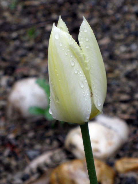 tulpenluete_12apirl2010.jpg