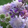 Ein Strauss mit lila Blumen