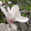 Magnolienbluete im Ruhepark