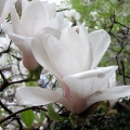 Magnolienbluete im Ruhepark