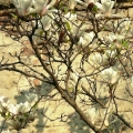 Magnolienbluete im Ruhepark
