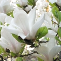 Magnolienbluete im Ruhepark