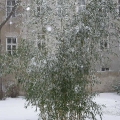 Bambus im Schnee