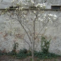 Magnolienbaum im Frühling