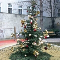 Weihnachtsbaum im Park
